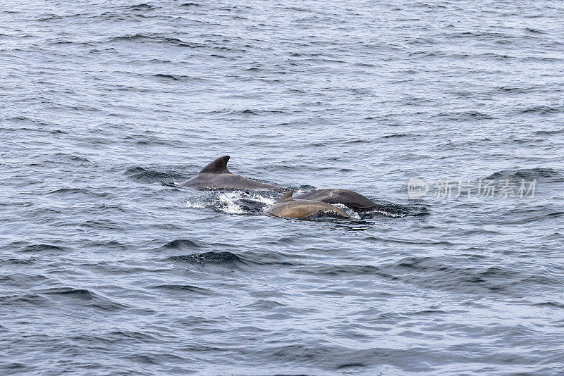 一个家族的领航鲸(Globicephala melas)在一个动态显示中被捕获，与挪威的海浪协调一致